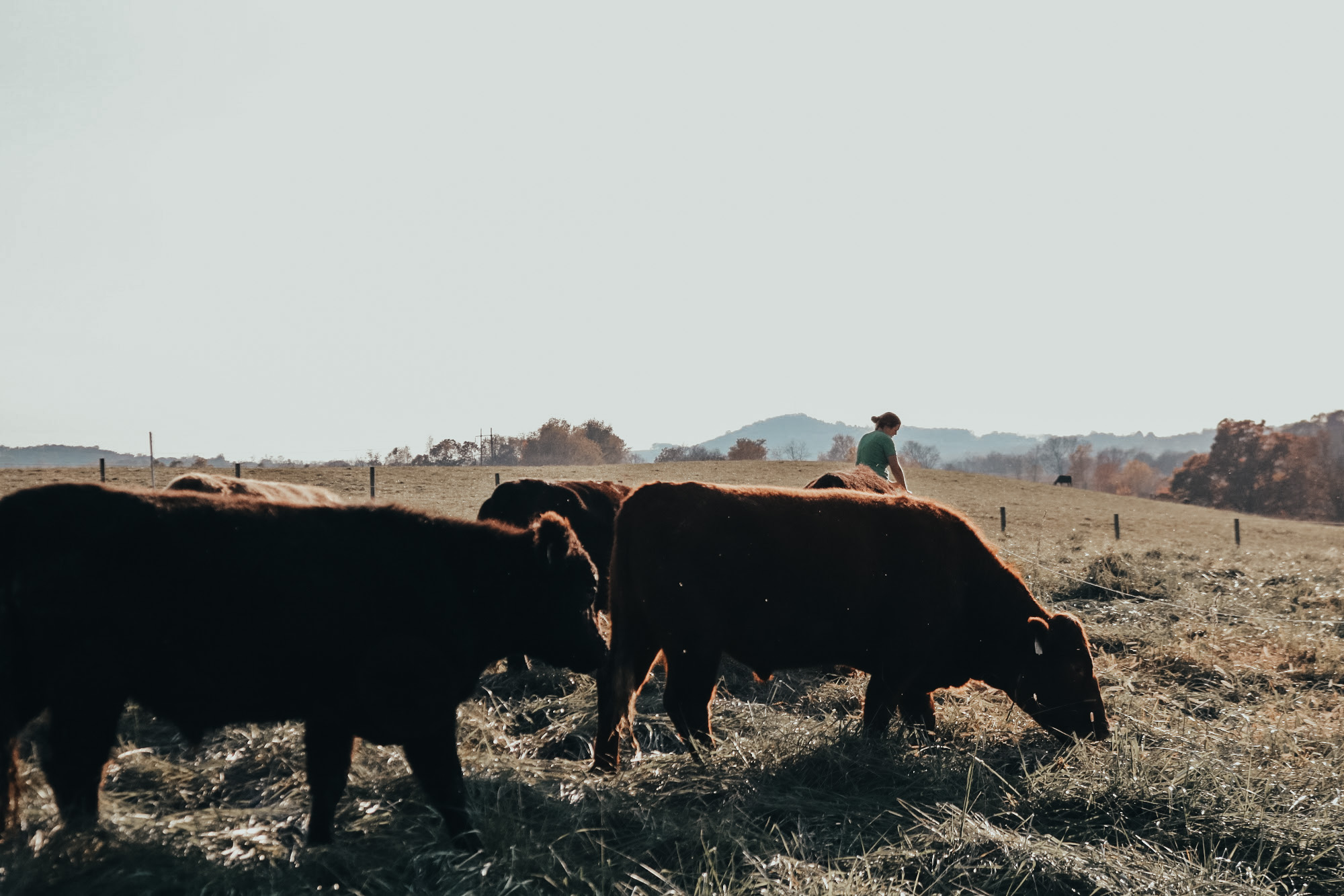 Herd of Cows Grazing
