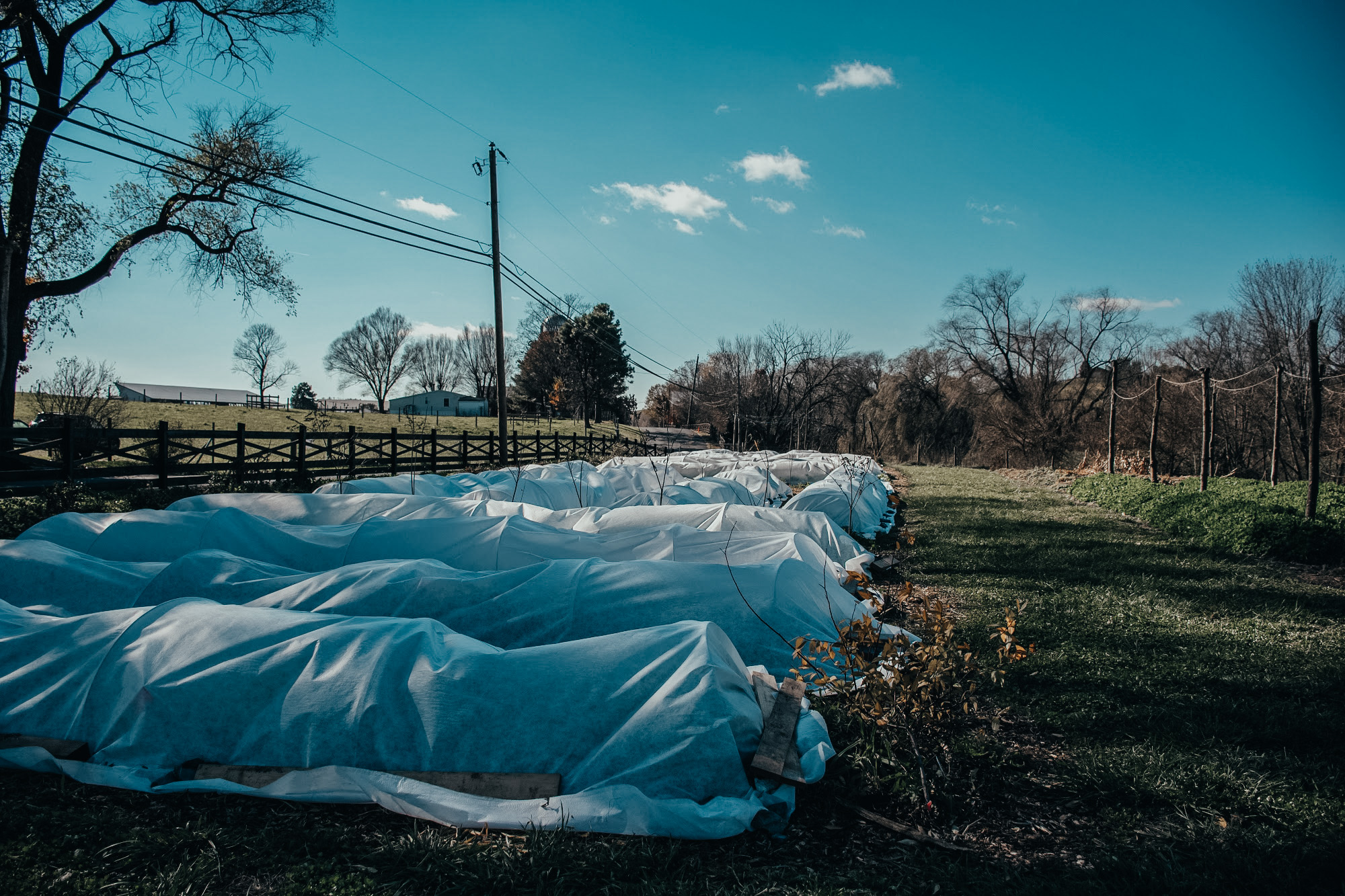 Tarps Covering Crops