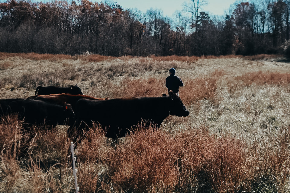 Kelly Putting up Fence