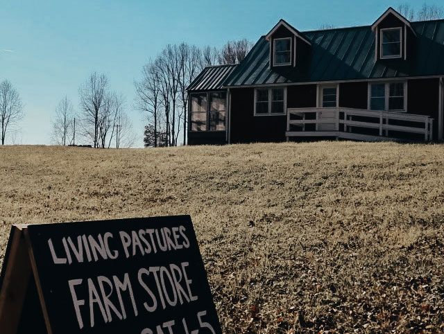 Herd of Cows Grazing